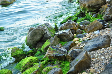 seaweed on rock