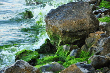 Fototapeta na wymiar seaweed on rock