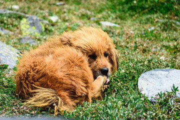 Portrait of mountain herder dog in Pin Bhabha pass, Himachal Pradesh, India	