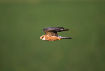 Roodpootvalk, Red-footed Falcon, Falco vespertinus