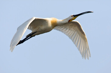 Lepelaar, Eurasian Spoonbill, Platalea leucorodia