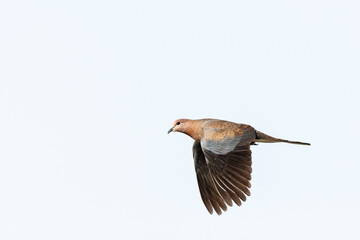Palmtortel, Laughing Dove, Streptopelia senegalensis