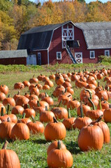 pumpkins on a farm