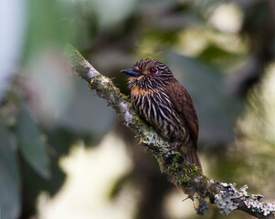 Okerborstbaardkoekoek, Black-streaked Puffbird, Malacoptila fulvogularis
