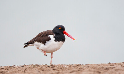 Amerikaanse Bonte Scholekster, American Oystercatcher, Haematopus palliatus