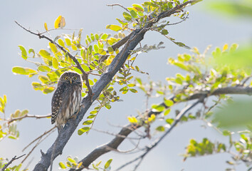 Peruvian Pygmy-owl, Glaucidium peruanum