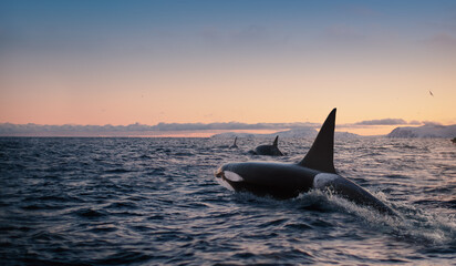 Orca Killerwhale traveling on ocean water with sunset Norway Fiords on winter background - 542748137