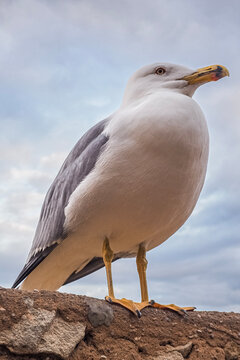 seagull on a rock