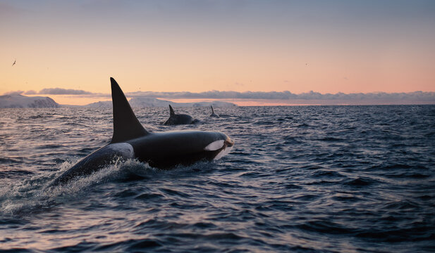 Orca Killerwhale traveling on ocean water with sunset Norway Fiords on winter background