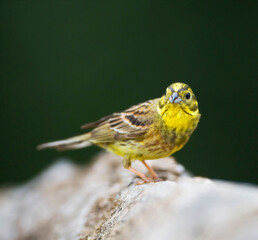 Geelgors, Yellowhammer, Emberiza citrinella