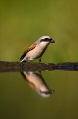 Grauwe Klauwier, Red-backed Shrike, Lanius collurio