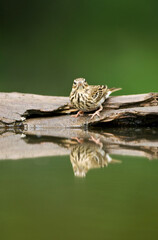 Boompieper, Tree Pipit, Anthus trivialis
