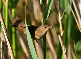 Snor, Savi\'s Warbler, Locustella luscinioides