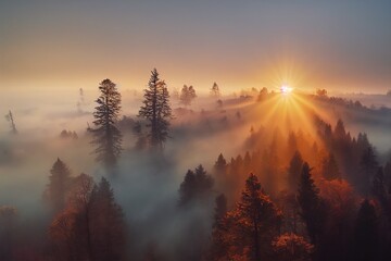 Naklejka premium early morning sunrise foggy forrest, treetips standing out of fog autumn fall foggy fall sunrise drone shot