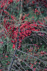 mountain ash with beautiful red color