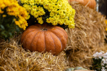 pumpkin in dry hay against blurry yellow autumn colors