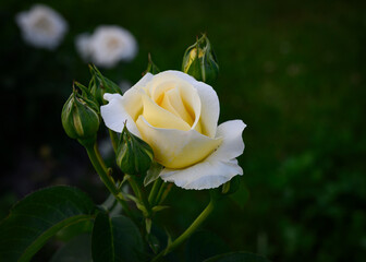 Yellow rose flower with buds