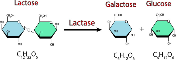Effect Of Lactase Enzyme On Lactose Sugar Molecule. lactose hydrolysis. Vector illustration - obrazy, fototapety, plakaty