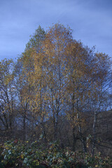 Obraz premium Autumn fields