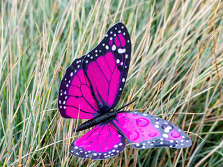 Schmetterling -Butterfly