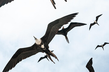 AVES
NATURALEZA
ANIMALES
PAISAJES
CIELO
VOLAR