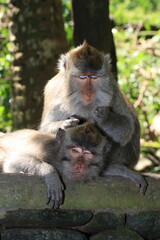 Monkey grooming another. Bali, Indonesia