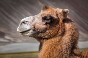 Bactrian camel portrait close up in Himalayas. Hunder village, Nubra Valley, Ladakh, Jammu and...