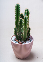 Close-up of a green cactus in a beige pot. Beautiful plant. Home decor.