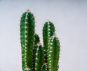 Close-up of a green cactus. Beautiful plant. Home decor.