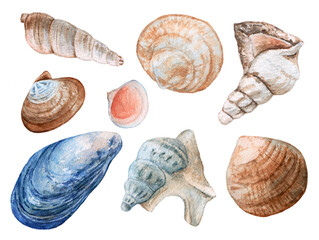 Watercolor set of seashells isolated on white background.