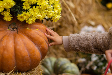 children's hand touches a pumpkin against the background of blurred hay and winter flowers