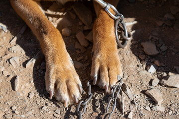 chained dog paw on the stone floor