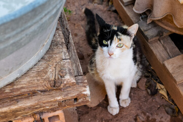 little stray cat snuck into the backyard