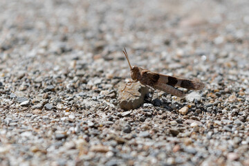 Saltamontes, Oedipoda. De perfil sobre fondo gris.