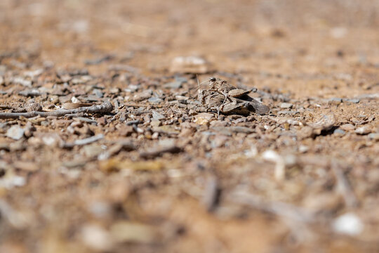 couple of grasshoppers copulate on the ground