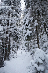 Snow covered trail in the forest with branches along the path. Winter touristic trails in Carpathian mountains, Ukraine
