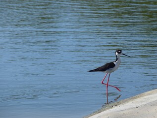 Himantopus mexicanus on the edge of water, dark ripply water in the background 