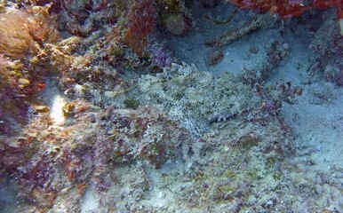 Fototapeta na wymiar Scorpion camouflaged on the bottom of the reef
