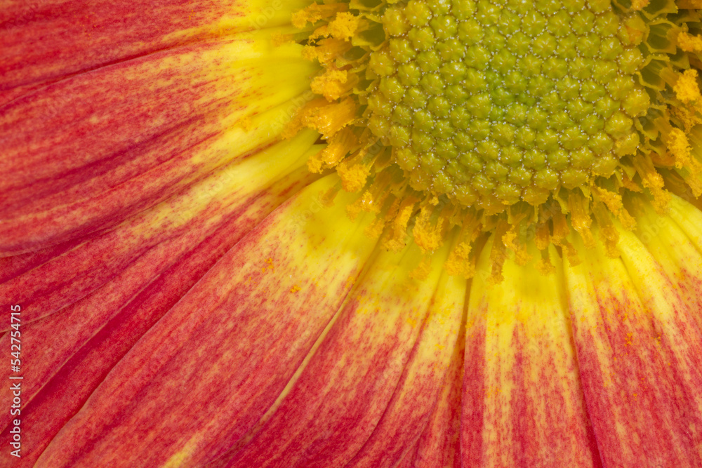 Wall mural close up of red with yellow chrysanthemum flower