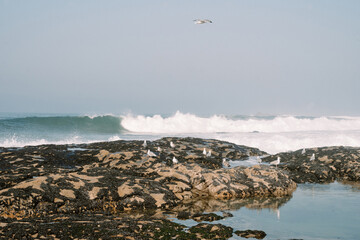 Praia de memoria Porto Portugal. Magnificent Atlantic ocean splashing - obrazy, fototapety, plakaty