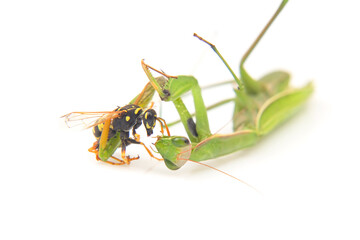 praying mantis caught a wasp for food close-up on a white background. Hunting in the world of insects. Prey for eating insects