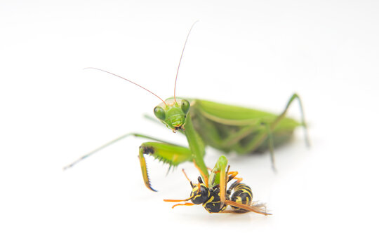 Praying Mantis Is Fighting A Wasp Close-up On A White Background. Hunting In The World Of Insects. Prey For Eating Insects