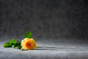 Single cream rose isolated on grey background