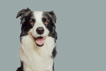 Funny emotional dog. Cute puppy dog border collie with funny face isolated on grey background. Cute...