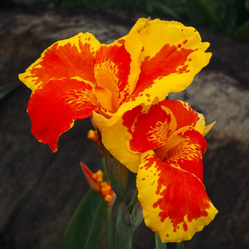 red poppy flower
