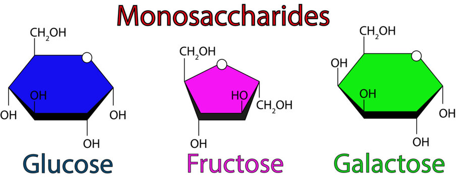 Chemical Illustration Of Monosaccharides. Glucose, Fructose And Galactose. Vector illustration