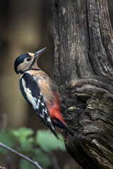 Greater spotted woodpecker feeding