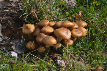 Honey fungus ( Armillaria mellea )