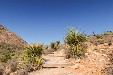 trail at red rock canyon national conservation area