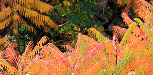 Fototapeta Kolorowe jesienne liście na tle zieleni. obraz